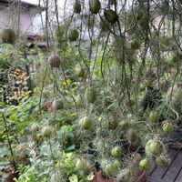 ニゲラ,ドライフラワー,ガーデニング,花が好き,庭の画像