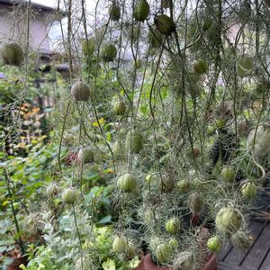 ニゲラ,ドライフラワー,ガーデニング,花が好き,庭の画像