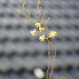 Bulbine mesembryanthoides,メセブリ,Bulbine mesembryanthemoides,カクタス広瀬,玉ボケ倶楽部の画像