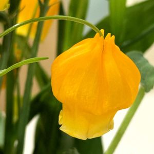 ビタミンカラー,生け花,イヌサフラン科,オトギリソウ科,素敵な花壇の画像