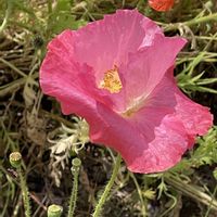 アジサイ,ヒナゲシ,ヒナゲシ,ヒナゲシ,モッコクの画像