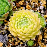 センペルビブム属,センペルビウム,センペルビヴム,観葉植物,紅葉する多肉の画像