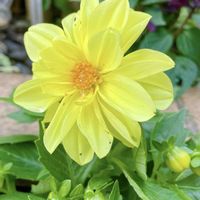 ビックリグミ,ダリア,癒し,花のある暮らし,庭の画像