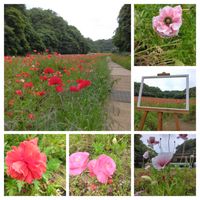 ヒナゲシ,ポピー,今日のお花,くりはま花の国,外出先の画像