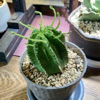 バリダ,ユーフォルビア バリダ,多肉植物,ユーフォルビアの画像