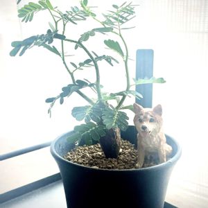 ネムノキ,エバーフレッシュ,ボンバックス,赤花ネムノキ,ヒネムの画像