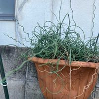 ラセンイの画像