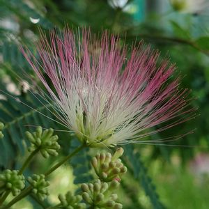 ネムノキ,植物探しのｳｫｰｷﾝｸﾞ✾の画像