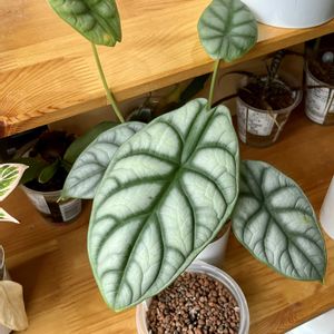 アロカシア,アロカシア,アロカシア　シルバードラゴン,観葉植物,ハイドロカルチャーの画像