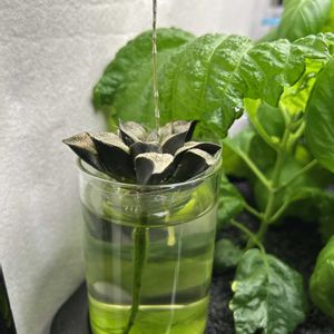 ハオルチア,ハオルチア,タ肉植物,多肉植物,水耕栽培の画像