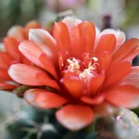 サボテン,緋花玉,多肉植物,サボテンの花,すーちゃんのサボテンの画像