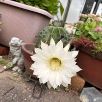 サボテン,サボテンの花✨,サボテンの花,花のある暮らしの画像