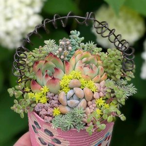 多肉植物,多肉の寄せ植え,グリーンのある暮らし,多肉のある暮らし,多肉の寄せ植え_yunoの画像