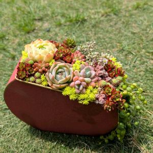 多肉植物,多肉の寄せ植え,グリーンのある暮らし,多肉のある暮らし,多肉の寄せ植え_yunoの画像
