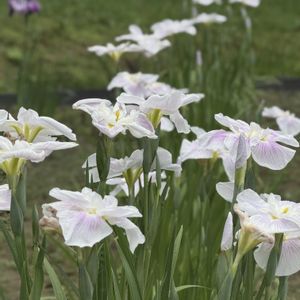 ショウブ,お出かけ先の画像