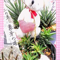 アジサイ,ガウラ,マツバボタン,紫陽花,十二の巻の画像