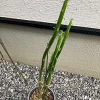 ユーフォルビア オンコクラータの画像