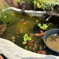 カンナ,ホテイアオイ,ウォーターバコパ,姫睡蓮,フィランサス・フルイタンスの画像