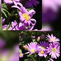 ニチニチソウ,ブラキカム,マルバマンネングサ,ニチニチソウ 夏花火,ブラキカムブラスコバイオレットの画像