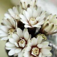 サボテン,瑞昌玉,サボテンの花,すーちゃんのサボテンの画像