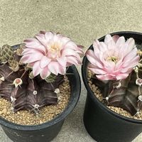 サボテン,牡丹玉,サボテン科,サボテンの花,ギムノカリキウム属の画像