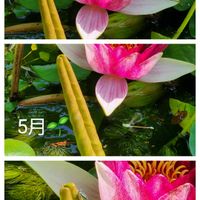 スイレン,ホテイアオイ,トンボ♪,水生植物,季節のお花の画像