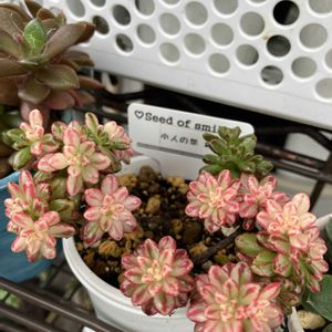 小人の祭り錦,寄せ植え,多肉植物,多肉寄せ植え,多肉大好きの画像