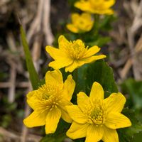 リュウキンカ,リュウキンカ,ワタスゲの花,「ミズバジョウ」,ミズバジョウとリュウキンカの画像