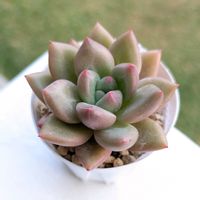 桃源郷,多肉植物,多肉大好き,成長記録,かわいいな♡の画像