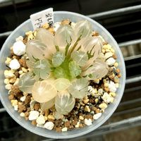 オブツーサ,ハオルチア,弁天錦×ドドソン紫オブツーサ,多肉植物,透明感の画像