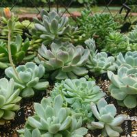 謎べリア,多肉植物,エケベリア属,多肉地植え,デカベリアの画像