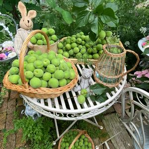 梅の実,梅の実,豊後梅,豊後梅,梅の画像