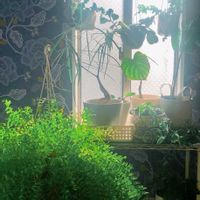 観葉植物,シダ植物,新芽,成長記録,熱帯植物の画像