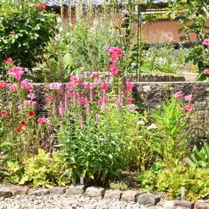 宿根草,花壇,ナチュラルガーデン,種から,花のある暮らしの画像