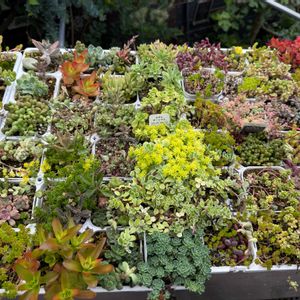 サボテン,セダム,多肉植物,多肉植物寄せ植え,セダム属の画像