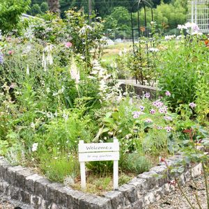 宿根草,花壇,ナチュラルガーデン,種から,花のある暮らしの画像