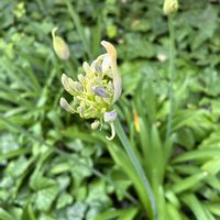 アガパンサス,ダリア,アフリカンリリー,アガパンサス(紫君子蘭),ヒガンバナ科の画像