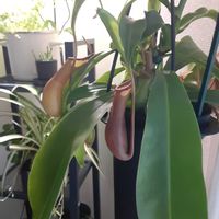 ウツボカズラ,ネペンテス・アラータ,食虫植物,ネペンテス属の画像