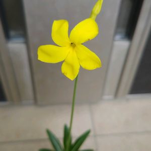 パキポディウム,パキポディウム・ホロンベンセ,多肉植物,観葉植物,塊根植物の画像