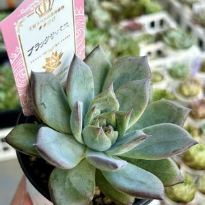 ブラックサバス,多肉植物,エケベリア属,多肉植物 エケベリア,ベランダ多肉の画像