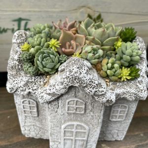寄せ植え,多肉植物,多肉寄せ植え,庭の画像