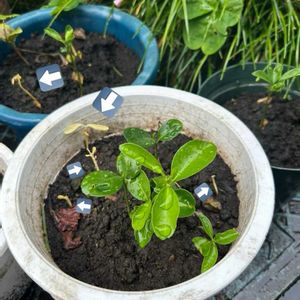 柚子,アルビノ双葉(柚子),植木鉢,柚子の芽,植木鉢の植物の画像