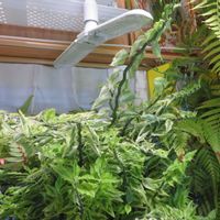 ダイギンリュウ,キッコロダイギンリュウ,観葉植物,インテリアグリーン,風水の画像