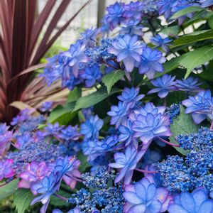 アジサイ,アジサイ,我が家の花壇,アジサイ　紫陽花,紫陽花 アジサイ あじさいの画像