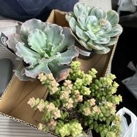 小米星,レインドロップス,ブルーカールズ,多肉植物,千葉タニラーの画像