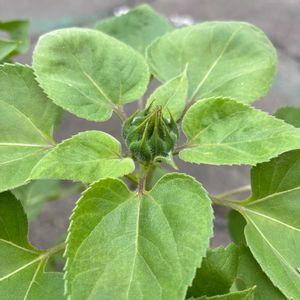 ヒマワリ,ヒマワリ,向日葵,ひまわり,花壇の画像