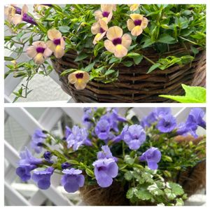 トレニア,トレニアブルーリバー,花のある暮らし,ハンギングバスケット,スーパートレニアラムレーズンの画像