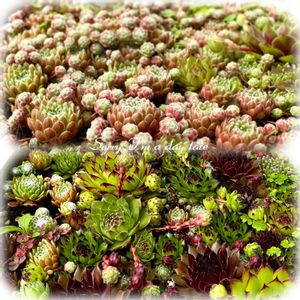 多肉植物,多肉大好き,センペルビウム属,地植えセンペル,放置栽培の画像