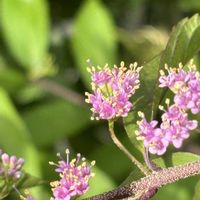 コムラサキ,花のある暮らし,クマツヅラ科ムラサキシキブ属,復興を祈る,小さな庭の画像