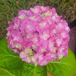 アジサイ,アジサイ ラブストーリー,ガーデニング,小さな花壇,花いろいろの画像